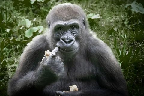Ein Gorilla, der etwas isst.