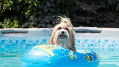 Ein Hund im Wasser mit einem Schwimmreifen