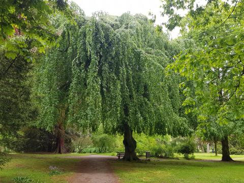 Ein Baum im Schlosspark Moers.