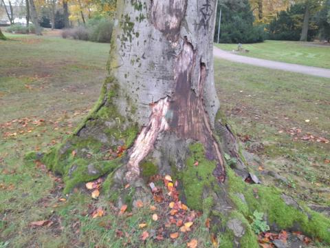 Kranke Buche im Schlosspark